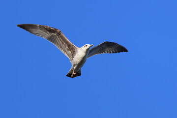 volo