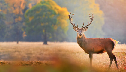 banner with red deer stag in the autumn field noble deer male beautiful animal in the nature habitat wildlife scene from the wild nature landscape wallpaper beautiful fall background