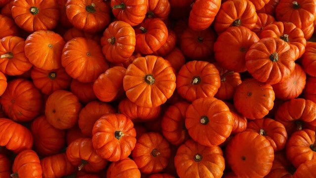 Pumpkin harvest of various pumpkins Orange shapes and sizes. move shot footage