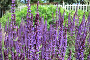  Oakwood sage (Salvia nemorosa) Purple flowers in the park.