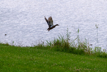duck in flight