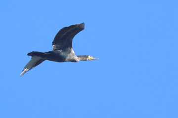 volo al mattino