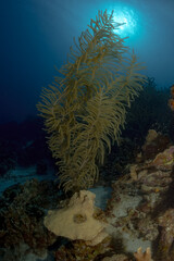 Fototapeta na wymiar paisaje submarino Mar Caribe 8
