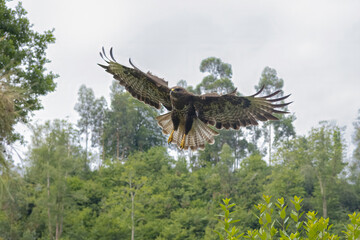 águila aterrizando