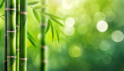 Fototapeta na wymiar green bamboo forest background with lots of bokeh and blur