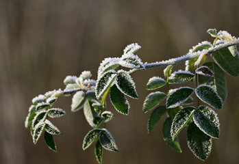 Frost, Kalt, Natur, Winter