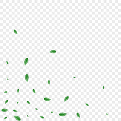 Light Green Foliage Background Transparent Vector. Leaf Decorative Illustration. Twig Design. Greenish Isolated Card. Greenery Drink.