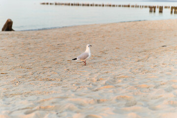 seagull on the beach