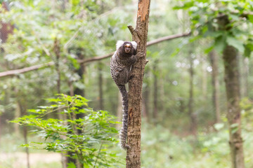 Small Marmoset Climbing a Tree in a Lush Green Forest