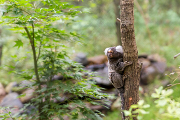 Small Marmoset Climbing a Tree in a Lush Green Forest