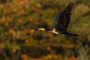 Great Cormorant (Phalacrocorax carbo) in flight