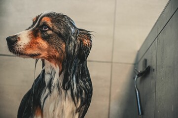 Closeup of an adorable wet Australian Shepherd dog after a shower in the bathroom