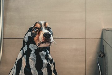 Closeup of an adorable Australian Shepherd dog wrapped in a towel after a shower in the bathroom