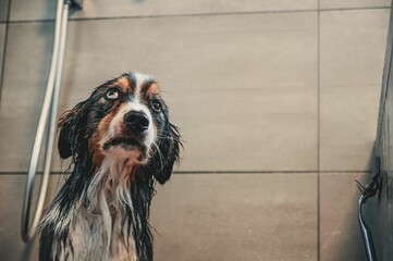 Closeup of an adorable wet Australian Shepherd dog after a shower in the bathroom