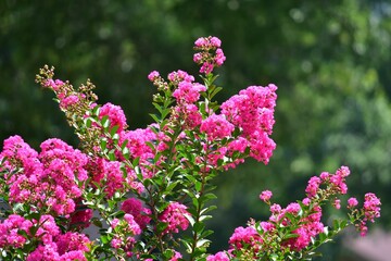 Fototapeta premium Selective focus shot of blooming crape myrtle
