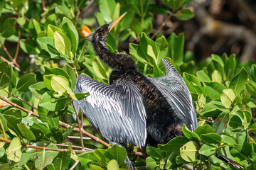 Anhinga male drying his feathered outstretched wings perched on a mangrove branch in Everglades...