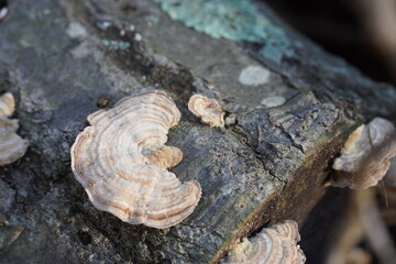 A mushroom growing on a fallen tree in the middle of the forest, closeup. 