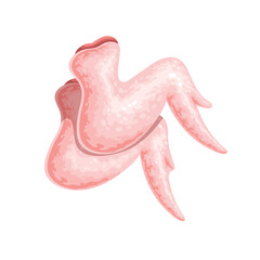 Chicken wings vector illustration. Cartoon isolated fresh portion of chicken or turkey white meat, top view of raw uncooked part of broiler to cook and grill, natural food ingredient for cooking