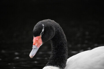 Obraz premium Black-necked swans on a lake