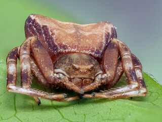 Stutz-Krabbenspinne (Pistius truncatus)