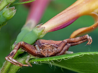 Stutz-Krabbenspinne (Pistius truncatus)
