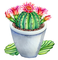 Kwitnący kaktus w doniczce ilustracja - obrazy, fototapety, plakaty