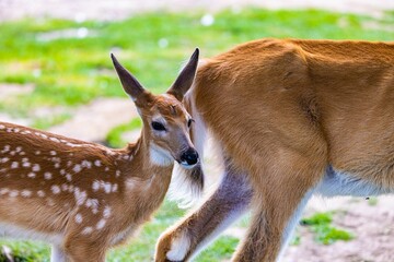 Closeup of the fawn with the mother.