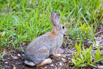 Naklejka na ściany i meble Closeup of a cute gray rabbit surrounded by green grass.