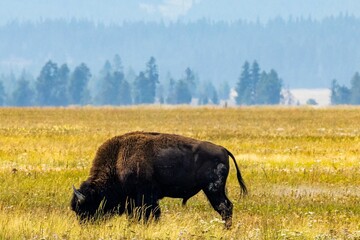 American bison grazing in the field. Yellowstone National Park.