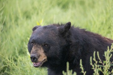 Closeup shot of a black grizzly bear in a grass