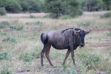 Naklejka na ściany i meble wildebeest in the wild