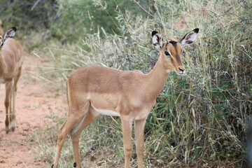 impala in the savannah