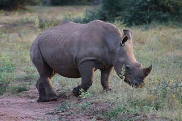 Fototapeta premium rhino in the wild