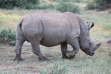 Fototapeta premium rhino in the grass