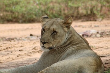lioness in the grass