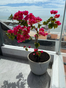 Vaso de Bougainville Flor rosa no vaso
