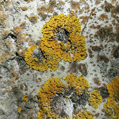 Tree bark covered with lichens xanthoria  and algae Trentepohlia