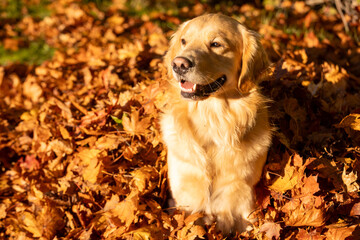 Happy golden retriever dog with smile on his face. He has light gold fur and is sitting in a pile of Fall colored, Autumn leaves outside. 