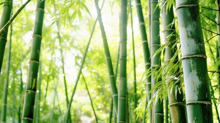 Obraz premium close-up of a single bamboo tree with its tall AI generated illustration