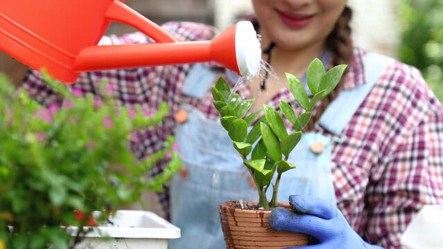 Asian gardening woman attention pouring nursery leaves trees in garden or planting flowers change flower pot, female gardener happy weekend or holiday in backyard, worker wearing gloves working