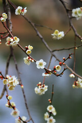 Beautiful Japanese scenery "Plum blossoms blooming in spring"