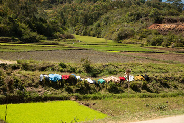Typical Madagascar landscape green and yellow rice
