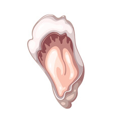 Fresh oyster vector illustration. Cartoon isolated top view of one open clam on shell, raw bivalve mollusc and marine animal, cold uncooked delicatessen seafood and ingredient of luxury appetizer