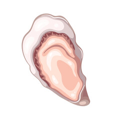 Fresh oyster vector illustration. Cartoon isolated top view of one open clam on shell, raw bivalve mollusc and marine animal, cold uncooked delicatessen seafood and ingredient of luxury appetizer © setory