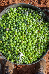 Harvesting bucket full of green olives