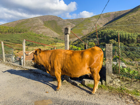 Arouquesa cow on a path in Regoufe rural village, lost in the middle of Serra da Arada, in Arouca, typical village in Aveiro, Portugal
