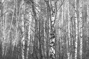 Fototapeta premium Beautiful birch trees in autumn