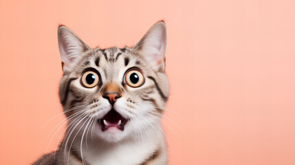 surprised cat with big eyes on a pastel color  background, big sales