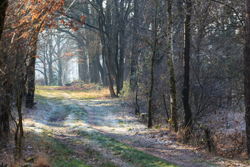 Winding forest path covered with a layer of snow.