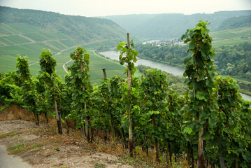 Agricultural landscape with vineyards on the slope down to the Moselle River in Germany in autumn. 